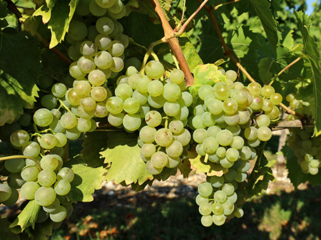 Malvasia grapes hanging on vine on a sunny September day. It is also known as Malvazia or Malmsey.の写真素材