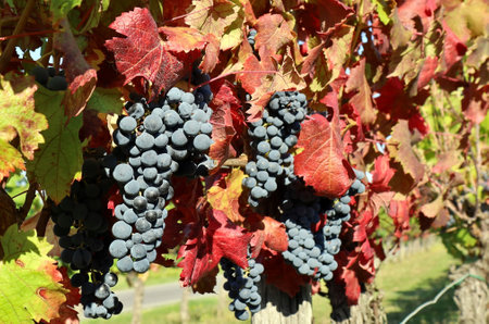 Ripe Refosco grapes hanging on a vine with red leaves of the autumnal season. It is a dark skinned grape variety native to north east Italy.の写真素材