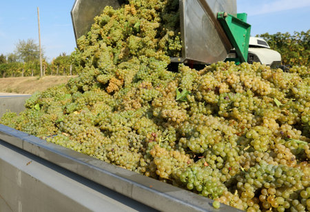 Bulk storage bin full of white wine grapes is emptied in the steel harvest trailer during the grape harvestの写真素材