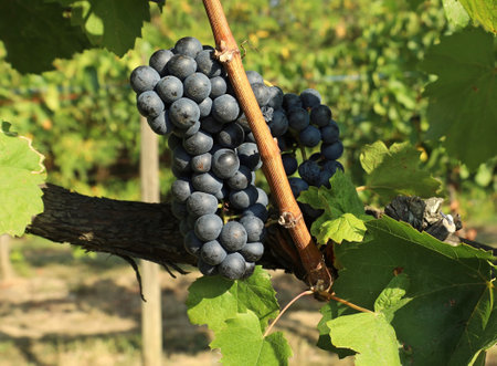 Blaufrankisch grape , Blue Frankish in english, hanging on vine just before the harvest. In the USA it is known as Lemberger, in Italy as Franconia.の写真素材