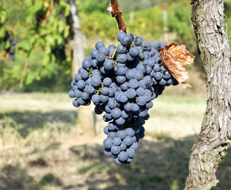 Blaufrankisch grape , Blue Frankish in english, hanging on vine just before the harvest. It is cultivated in many countries of central europe.の写真素材