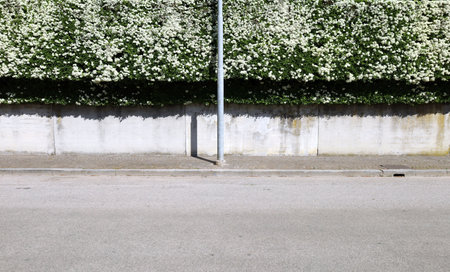 House fence consisting of a concrete wall and a hedge in bloom with white flowers. Porphyry sidewalk and asphalt street in front. Background for copy spaceの写真素材
