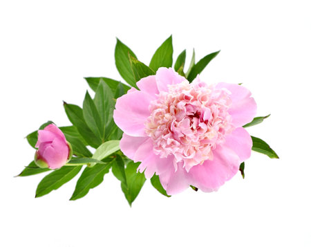 Pink peonies on white background. Top view.の写真素材