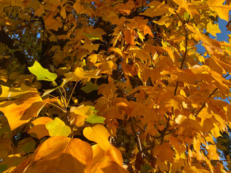 Maple tree with orange and yellow leaf in autumnの写真素材