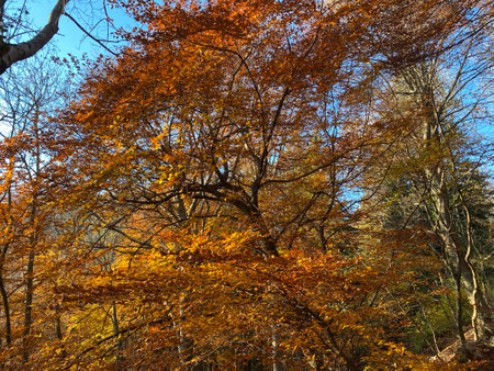 Pathway in the mountains in autumnの写真素材