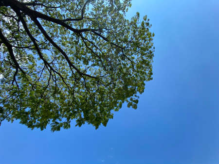 Tree with green leafs a blue sky as background and sunの写真素材