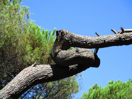 maritime pine branches with strange shapesの写真素材