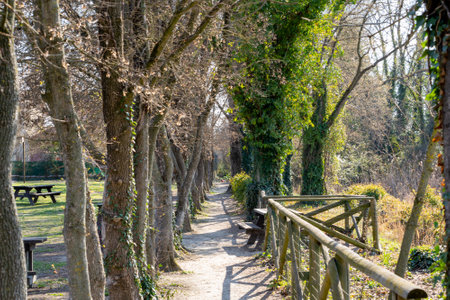 Landscape, park with forest in which to walk and relaxの写真素材