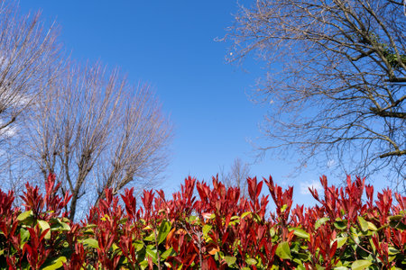 Flowers, trees, blue skies, spring is here.の写真素材