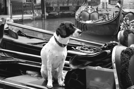 A dog who thinks he is a sailor
