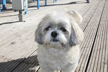 dog in the foregroundの写真素材