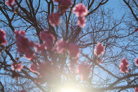 flowers and sunの写真素材