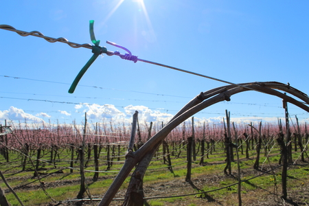 field in bloom at springの写真素材