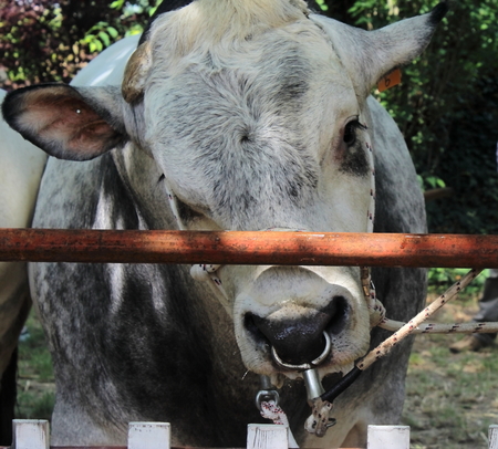 big animalの写真素材