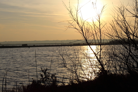 sunset through the branchesの写真素材