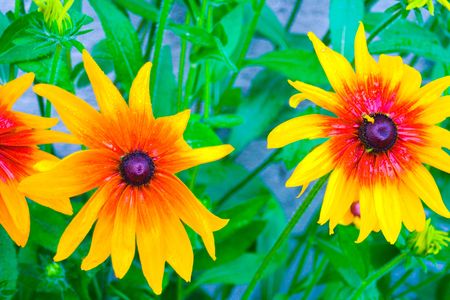 A beautiful floral background of big yellow flowers blooming の写真素材