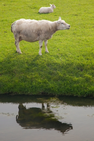 White sheep with water reflection on meadow の写真素材