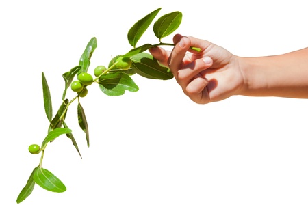 Child's hand holding an olive branchの写真素材