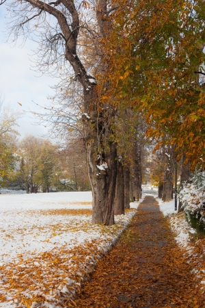 Bronze and gold leaves on the trees. View of the park. Snow on the ground. Colorful.の写真素材