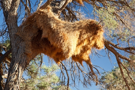 Very big nest of sociable weavers (Philetairus socius). Namibia. Africa. Their nests can hold up to 400 birds.の写真素材