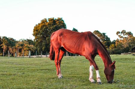 horse, animal, mammal, nature, farm, coutryside, sunsetの写真素材