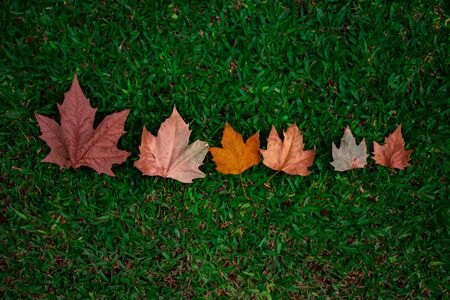 leaf, season, leaves, autumn, fall, cold, mapleの写真素材