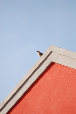 A little bird at the roof of an orange house.の写真素材
