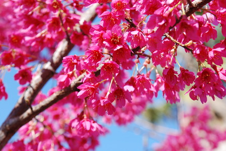 sakura under blue skyの写真素材