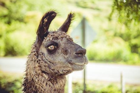 Llama in farmの写真素材