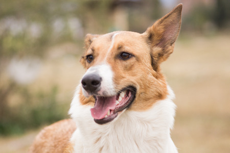 Dog in Park