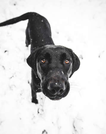 Adorable Black Lab Puppy Dog with Cute Nose and Ears Walking in the Beautiful Winter Snowy Background Looking Up at Camera with Lovely Big Yellow Eyes with Snow Covered Faceの写真素材
