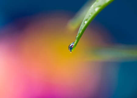 In the Studio Close Up Macro Photo of Water Drop on Edge of Green Succulent Leaf Dripping Off with Reflection of Bright Pink and Yellow Rose Flower in Backgroundの写真素材