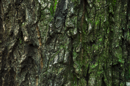 Tree bark with fungiの写真素材
