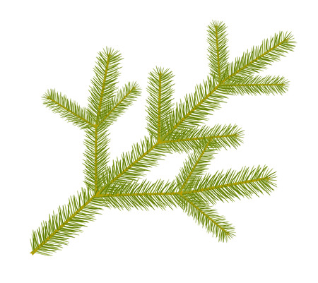 Spruce twig.のイラスト素材