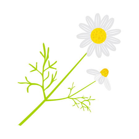 Vector chamomile in flat styleのイラスト素材
