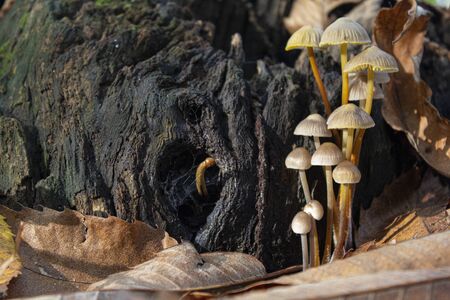 Little brown mushrooms growing in the middle of an old trunk