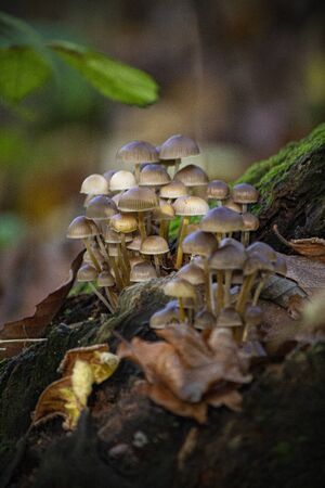 Group of small mushroomsの写真素材
