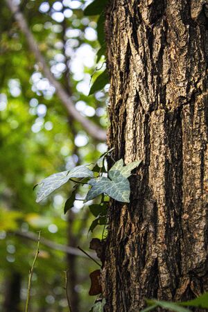 Ivy climbing up an old trunk