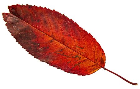 Bright red leaf with spots on a white background