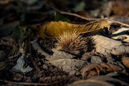 Chestnut, brown, sunlight, autumn, leavesの写真素材