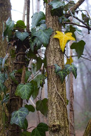 Lush ivy climbing up the trunk of a treeの写真素材