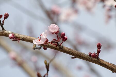 Cherry blossom blossoming during spring 3