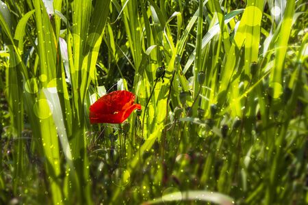 Red poppies in the middle of the green grass under the sun. Bright red flower in contrast with the green of the lawn.の写真素材