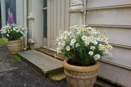 The flowers next to the doorの写真素材