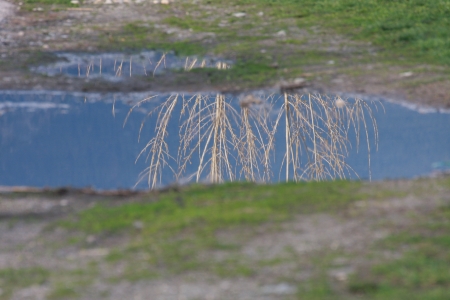 Trees reflectingの写真素材