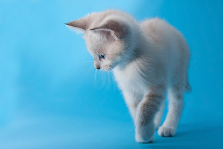 Little cat walking with curiosityの写真素材