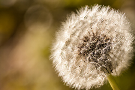Dandelion, spring flower on background of sunset, vector illustration. Light nature background. Place for textの写真素材