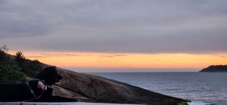 dog watching the sea, the horizon and the calm of the beach at the end of the day. her name is lola...