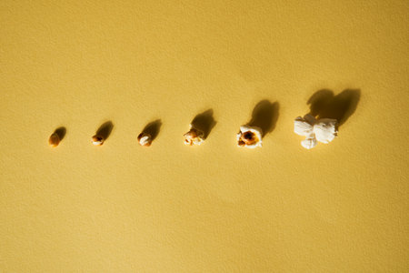Corn evolution to become popcorn on a yellow background. Pop corn collection. Different sizes of popcorn lined up in a raw. Stages of preparation of popcornの写真素材