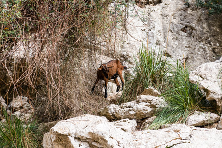 Mountain goats on sheer cliffs or stone walls in Majorca, Spainの写真素材